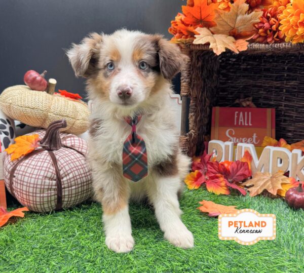 [#261774-02] Red Merle M Miniature Australian Shepherd Puppies For Sale
