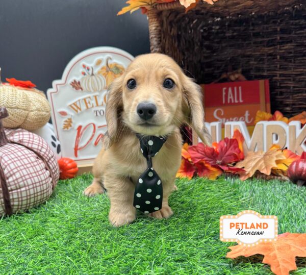 [#26508-02] Cream M Dachshund Puppies For Sale