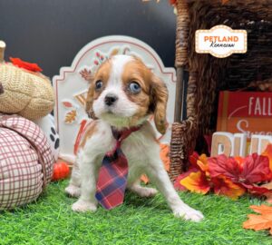 Petland Kennesaw, Georgia Cavapoo puppy available