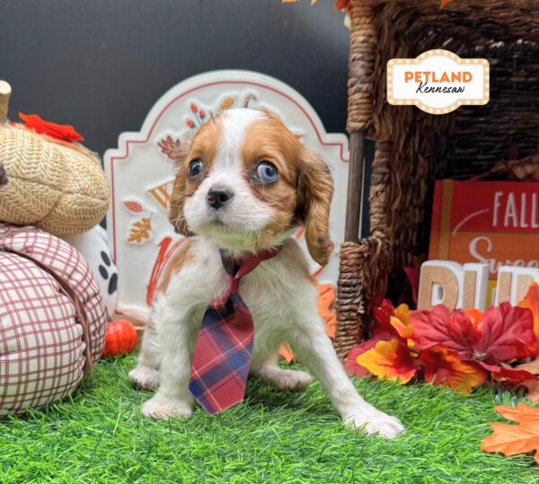 [#N08007] Red and White M Cavapoo Puppies For Sale
