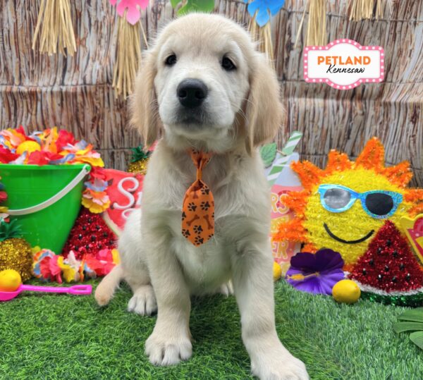 [#261670-03] Light Golden M Golden Retriever Puppies For Sale
