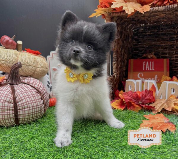 [#261454-02] Black / White F Pomeranian Puppies For Sale