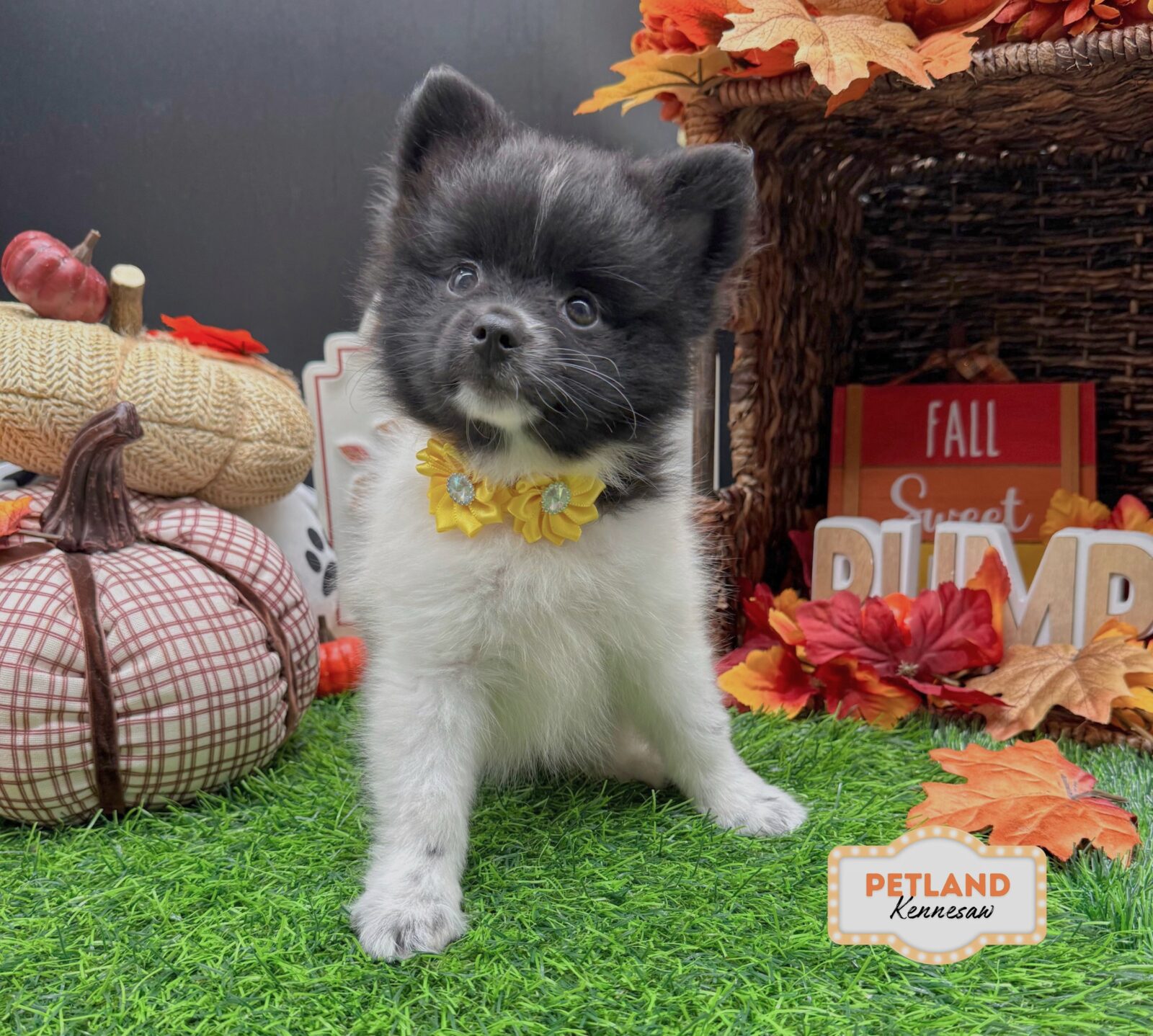 Pomeranian in Dallas, GA