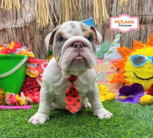 English Bulldog  – 33189