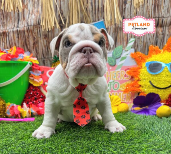[#261999-01] Lilac / White M English Bulldog  Puppies For Sale