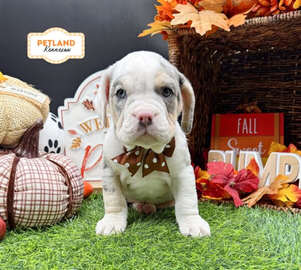 [#261521-05] Blue Merle / White F Beabull 3/4 Puppies For Sale