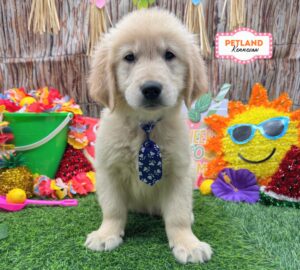 Petland Kennesaw, Georgia Golden Retriever puppy available