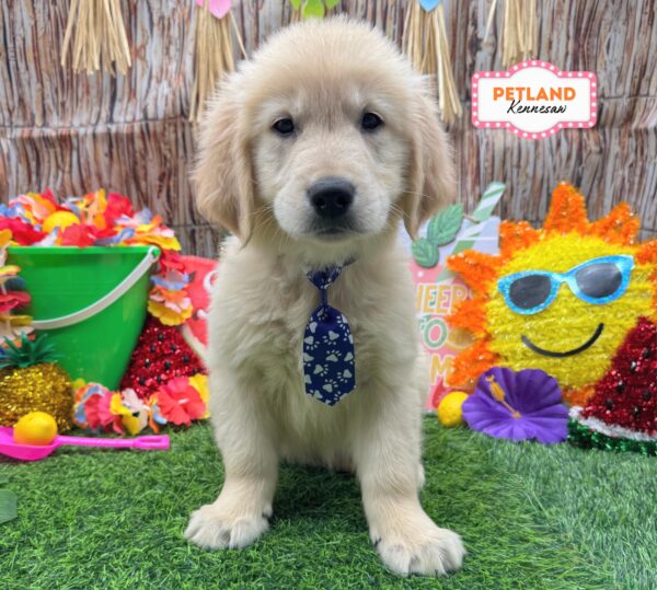 [#N09570] Light Golden M Golden Retriever Puppies For Sale