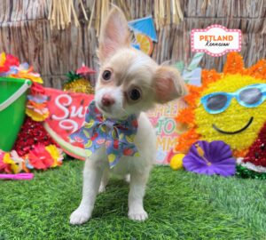 Petland Kennesaw, Georgia Chihuahua puppy available
