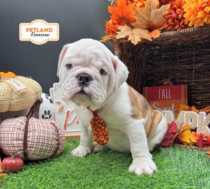 English Bulldog – 33222