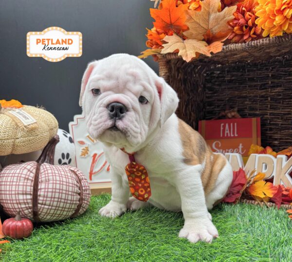 [#N09628] Red Brindle and White M English Bulldog Puppies For Sale