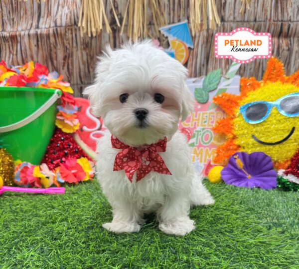 [#261664-01] White F Maltese Puppies For Sale