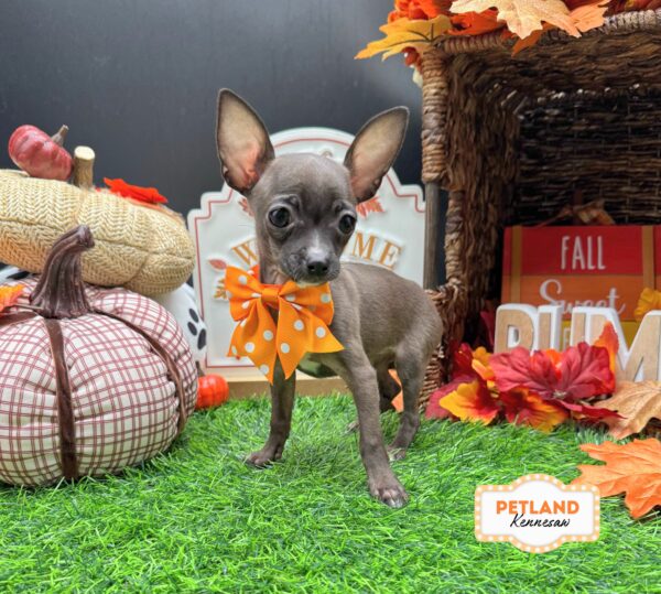 [#N09133] Black F Chihuahua Puppies For Sale