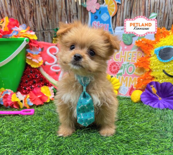 [#N07635] Red M Malti-Pom Puppies For Sale