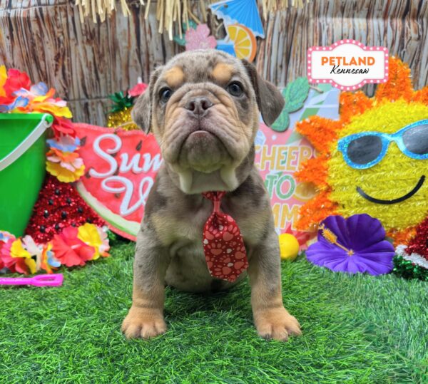 [#261408-01] Chocolate Merle M Beabull 3/4 Puppies For Sale