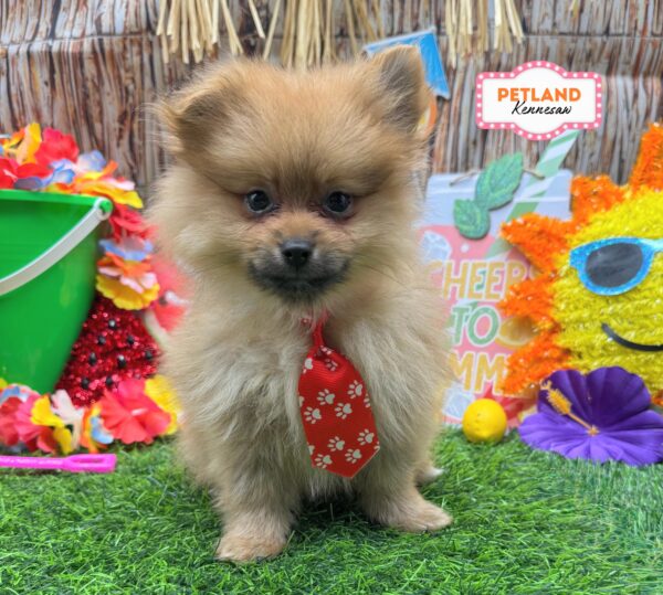 [#N06803] Orange Sable M Pomeranian Puppies For Sale