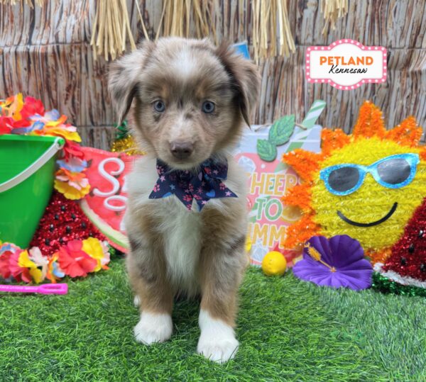 [#26216-06] Red Merle F Miniature Australian Shepherd Puppies For Sale