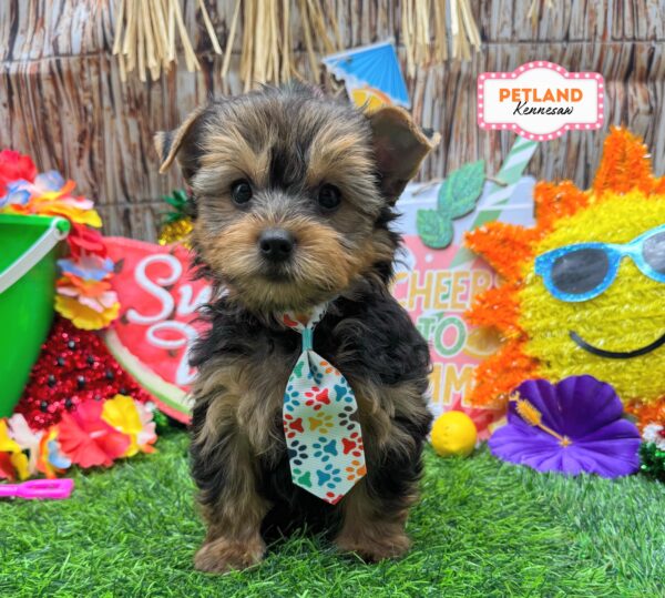 [#261414-01] Black / Tan M Yorkshire Terrier Puppies For Sale