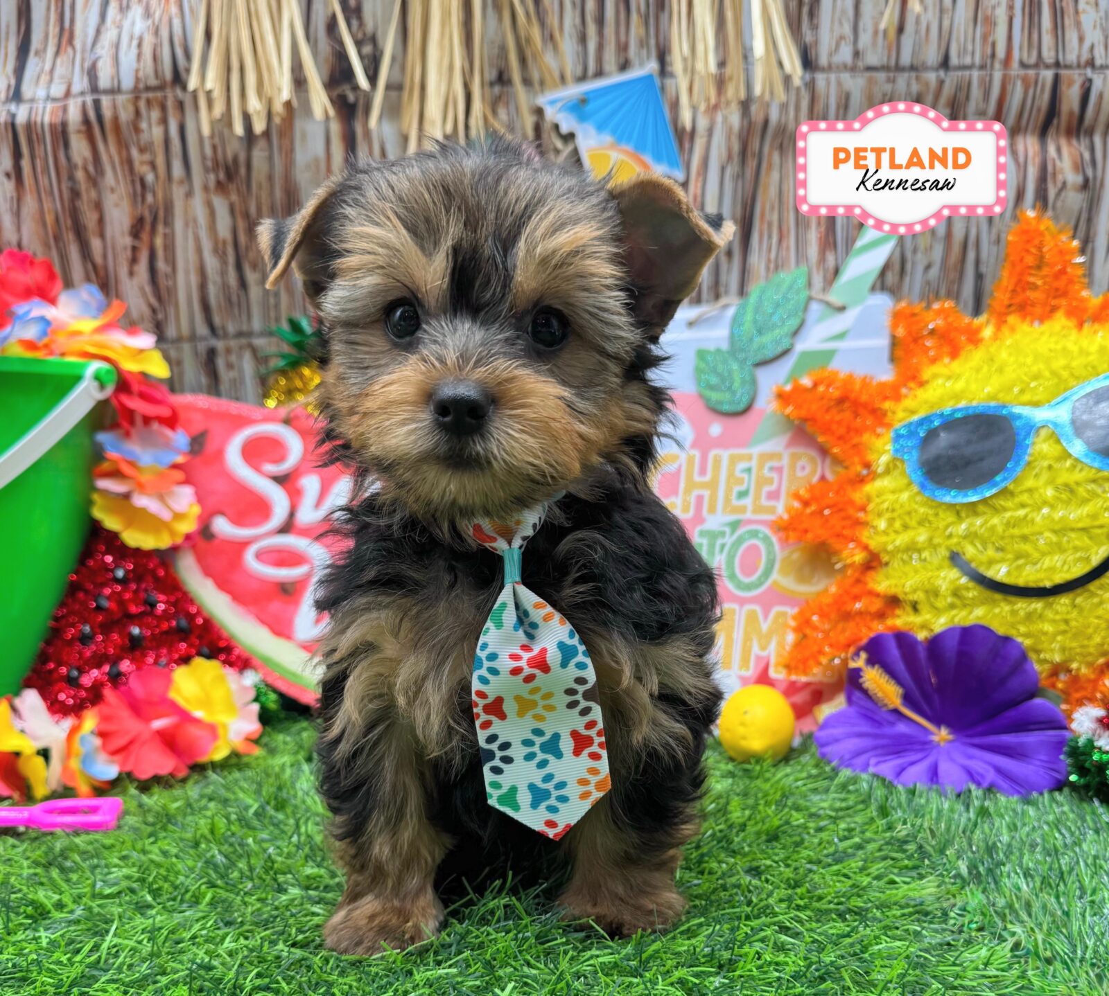 Yorkshire Terrier in Marietta, GA