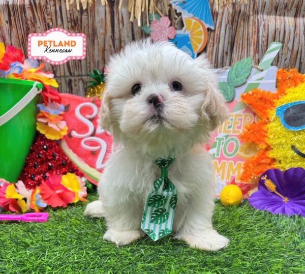 [#261373-03] Brown / White M Shih Tzu Puppies For Sale