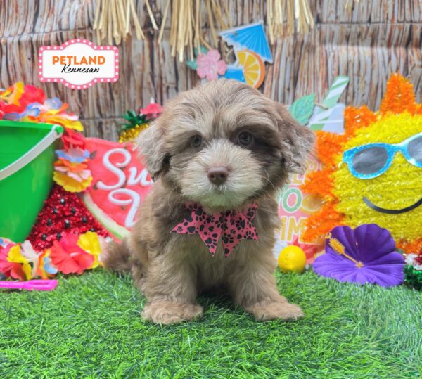 [#261486-06] Chocolate Merle F ShihPoo Puppies For Sale
