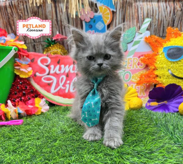 [#N08084] Blue M Persian Kittens For Sale