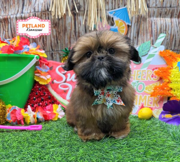 [#261291-04] Apricot F Shih Tzu Puppies For Sale