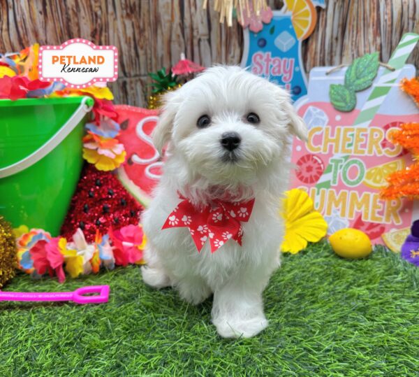 [#261568-04] White F Maltese Puppies For Sale