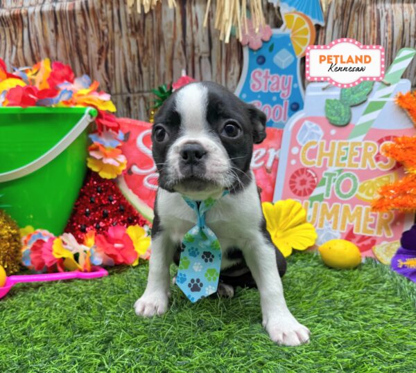 [#261341-01] Black / White M Boston Terrier Puppies For Sale