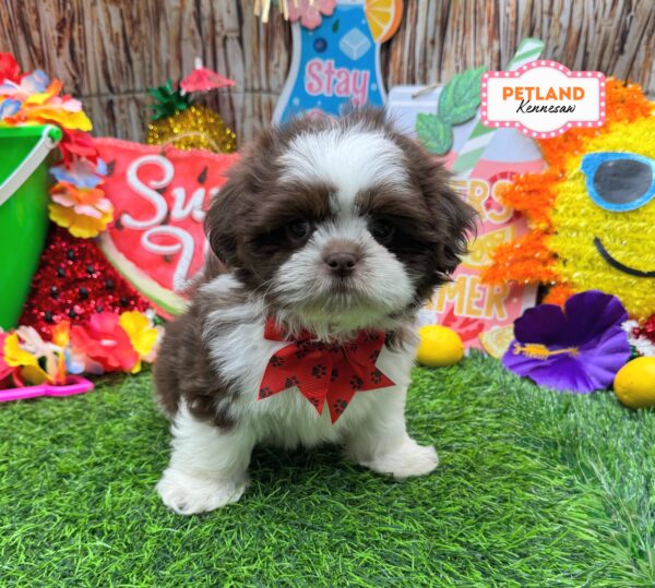 [#261367-06] Chocolate / White F Shih Tzu Puppies For Sale