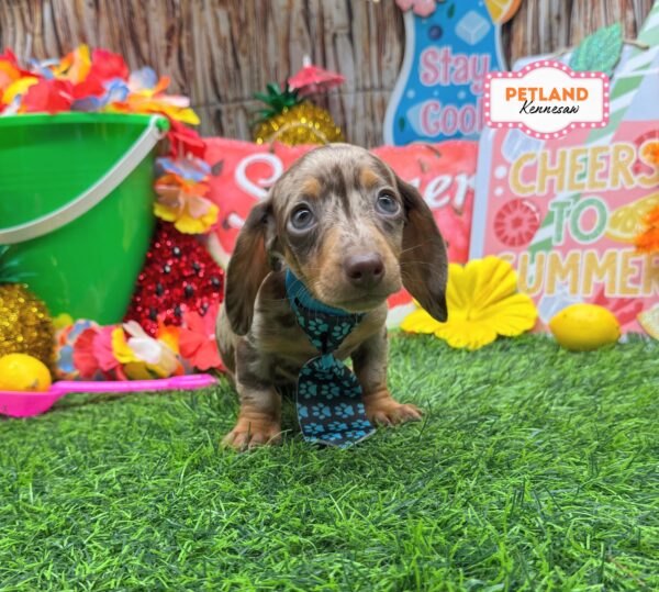 [#261505-03] Blue Dapple M Dachshund Puppies For Sale