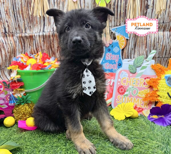 [#N08258] Black and Tan M German Shepherd Puppies For Sale