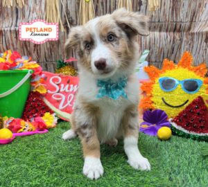 Petland Kennesaw, Georgia Australian Shepherd puppy available