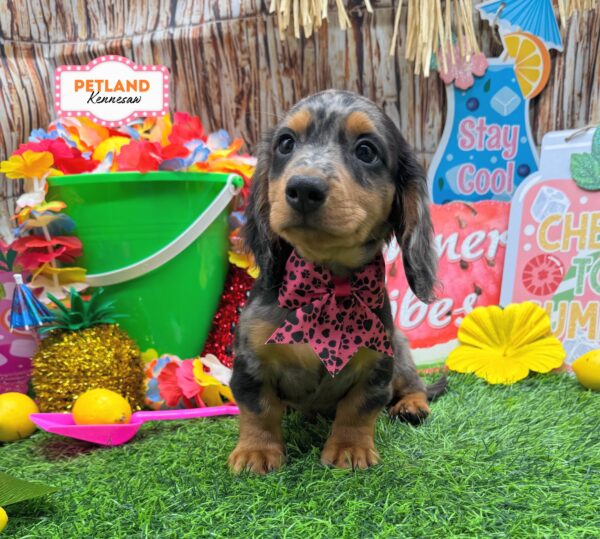 [#N06584] Black and Silver Dapple F Dachshund Puppies For Sale
