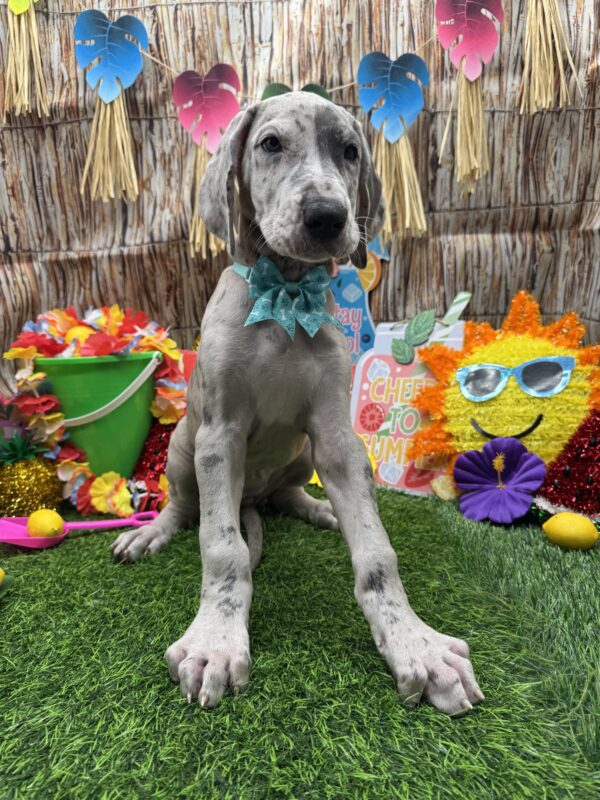 [#26222-06] Blue Merle F Great Dane Puppies For Sale