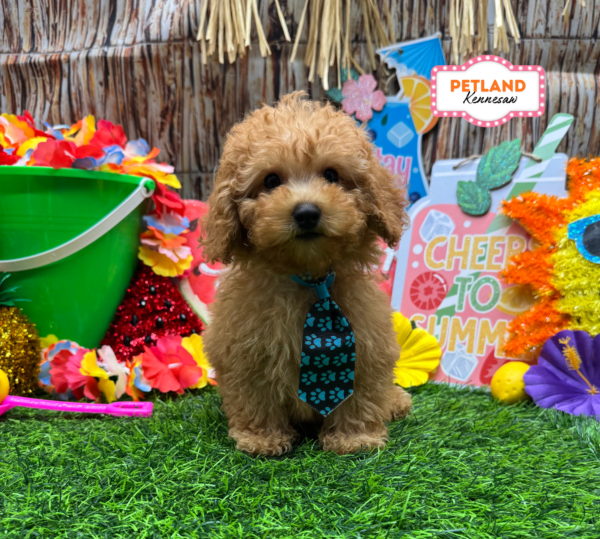[#261506-02] Red M Poodle Mini Puppies For Sale