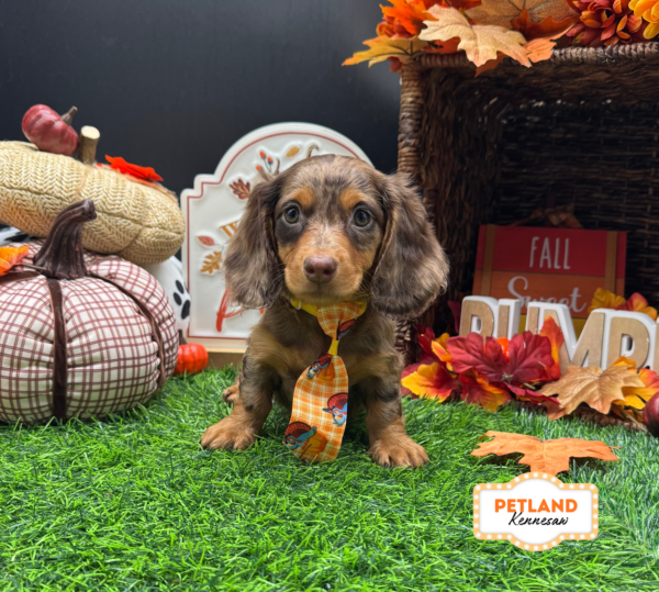 [#261566-01] Chocolate / Tan M Dachshund Puppies For Sale