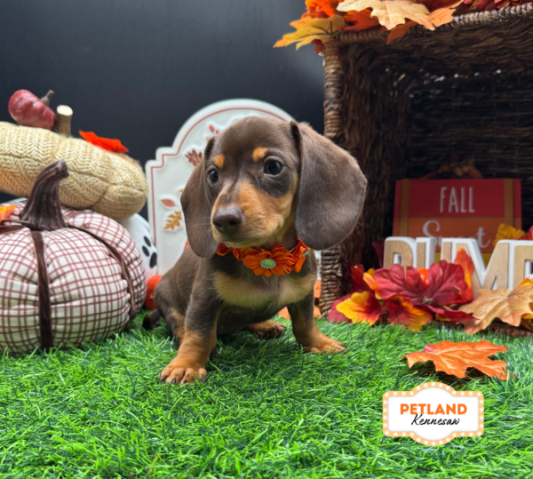 [#261785-03] Chocolate / Tan F Dachshund Puppies For Sale