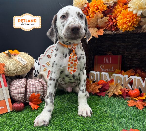 [#261686-03] Liver / White M Dalmatian Puppies For Sale