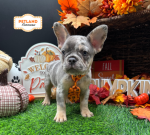 Petland Kennesaw, Georgia French Bulldog puppy available