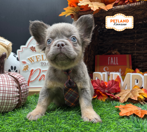 [#261556-02] Lilac / Tan M French Bulldog Puppies For Sale