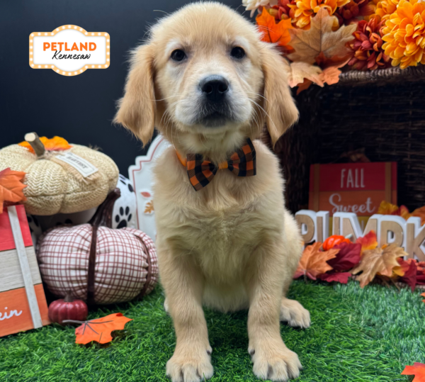 [#N10086] Dark Golden  F Golden Retriever Puppies For Sale