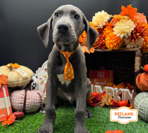 Petland Kennesaw, Georgia Great Dane puppy available