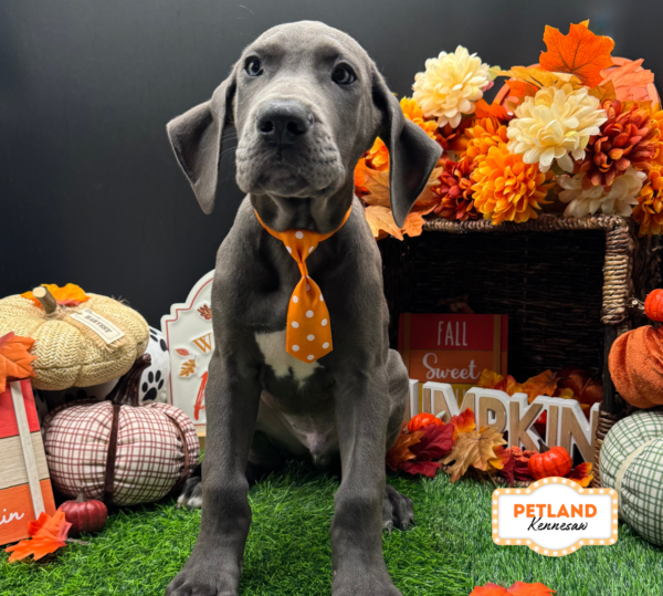 [#261906-01] Blue M Great Dane Puppies For Sale