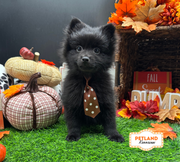 [#N07485] Black M Pomeranian Puppies For Sale