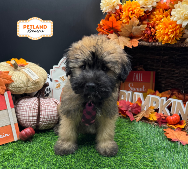 [#N07851] Wheaten M Soft Coated Wheaten Terrier Puppies For Sale