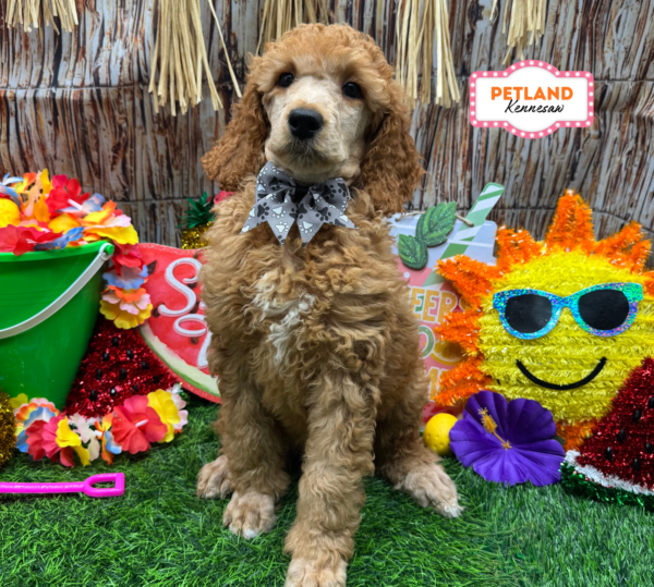 [#N09565] Red F Standard Poodle Puppies For Sale