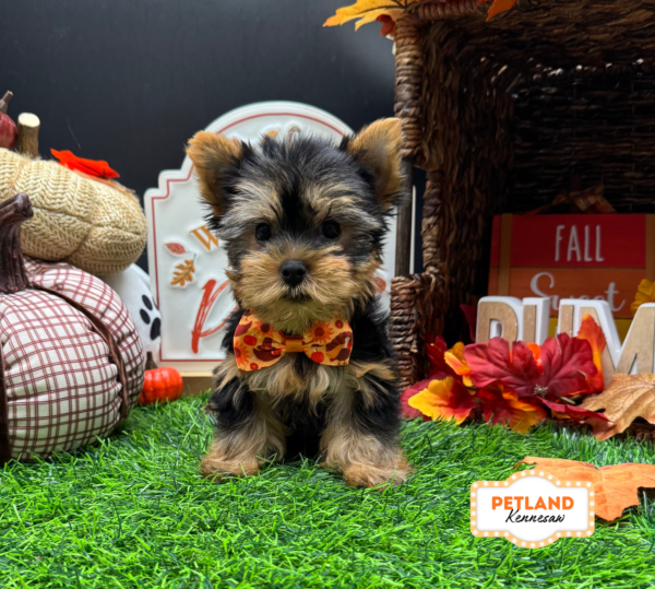 [#26520-02] Black / Tan M Yorkshire Terrier Puppies For Sale