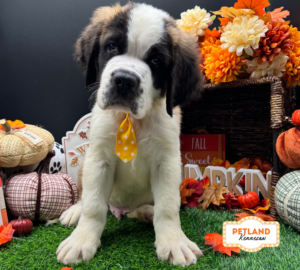 Petland Kennesaw, Georgia Saint Bernard puppy available