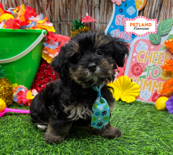 [#N07243] Black and Tan M Yorkiepoo Puppies For Sale